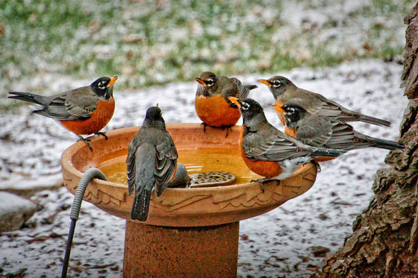 Summer and Thirsty Birds